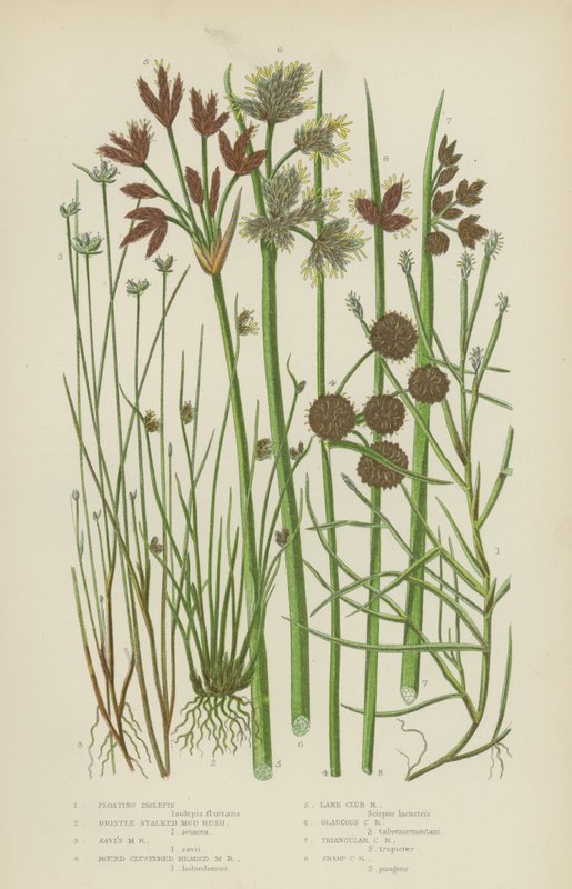 Flydende Isolepis, Børstestilket Muddergræs, Savis Muddergræs, Muddergræs med runde klyngehoveder (farvelitografi) af English School