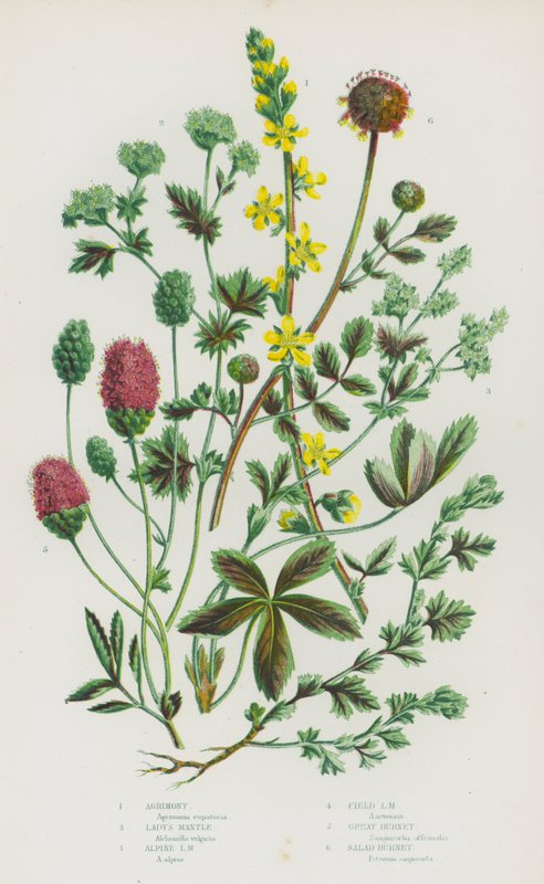 Blomstrende planter i Storbritannien: Agrimony, Lady