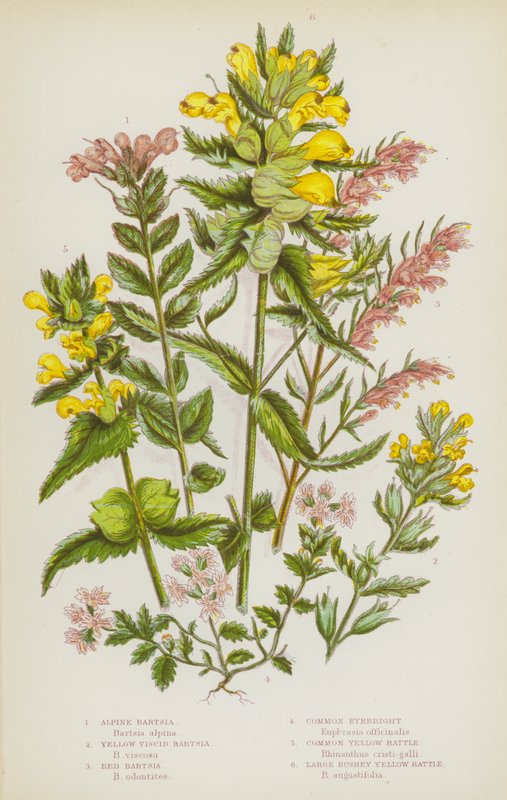 Blomstrende planter i Storbritannien: Alpine Bartsia, Yellow Viscid Bartsia, Red Bartsia, Almindelig Øjentrøst, Almindelig Gul Rangle, Stor Bushey Yellow Rattle (farve litho) af English School