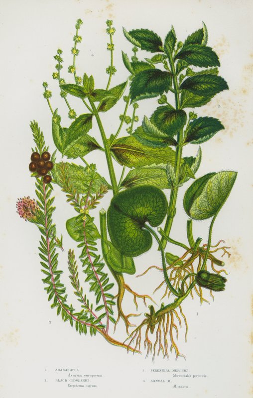 Blomstrende planter i Storbritannien: Asarabacca, Black Crowberry, Perennial Mercury, Annual Mercury (farve litho) af English School