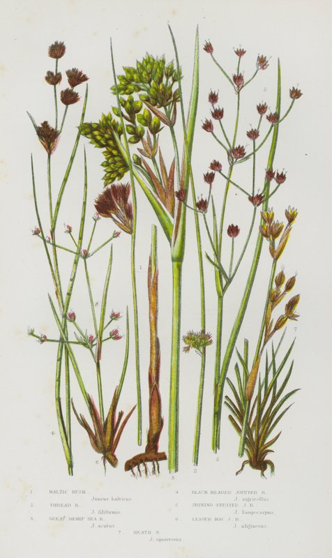 Blomstrende planter i Storbritannien: Baltic Rush, Thread Rush, Great Sharp Sea Rush, Sorthoved Jointed Rush, Skinsende Frugt Jointed Rush, Lesser Mos Jointed Rush, Heath Rush (farve litho) af English School