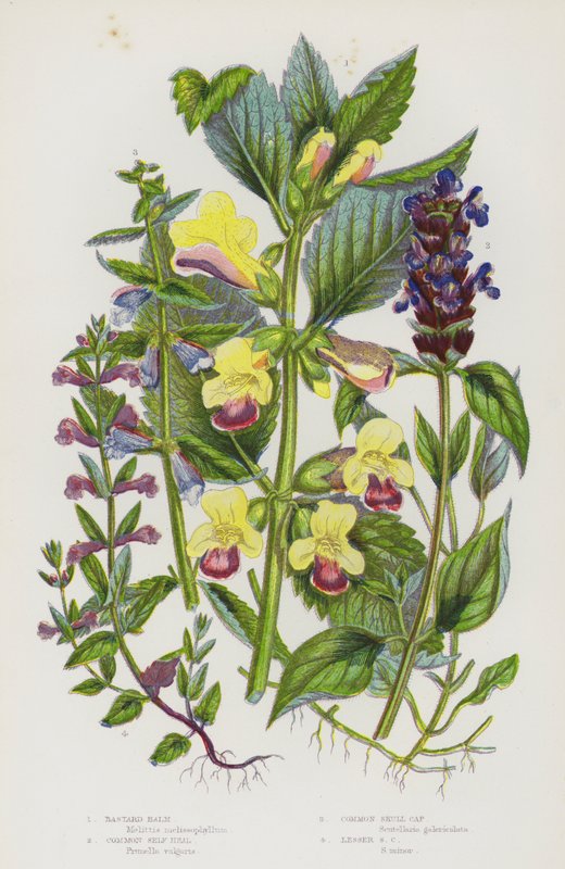 Blomstrende planter i Storbritannien: Bastard Balm, Almindelig Selvhelbredelse, Almindelig Skull Cap, Lesser Skull Cap (farve litho) af English School