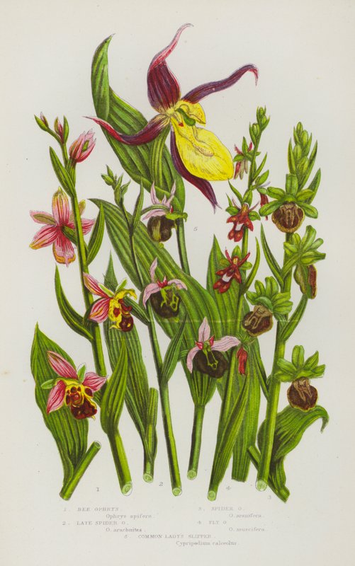 Blomstrende planter i Storbritannien: Bee Ophrys, Late Spider Ophrys, Spider Ophrys, Fly Ophrys, Common Lady