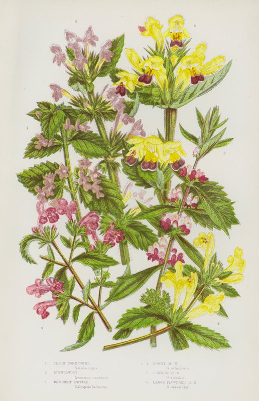 Blomstrende planter i Storbritannien: Black Horehound, Motherwort, Red Hemp Nettle, Downy Hemp Nettle, Common Hemp Nettle, Large Flowered Hemp Nettle (farvelitografi) af English School