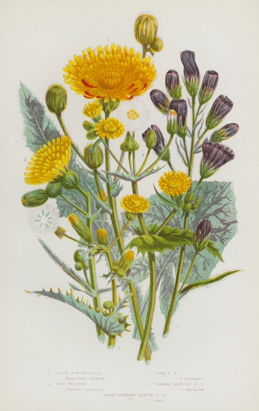 Blomstrende planter i Storbritannien: Blå sotidsel, sotidsel, majssotidsel, almindelig enårig sotidsel, skarp frynset enårig sotidsel (farve litho) af English School