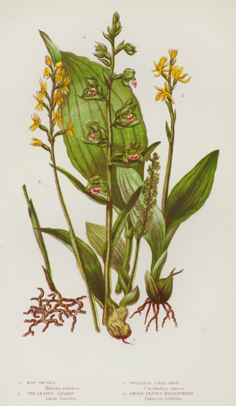 Blomstrende planter i Storbritannien: moseorchis, tobladede liparis, sporløs koralrod, bredbladet helleborin (farve litho) af English School