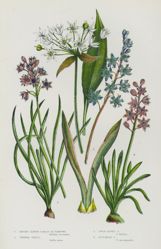 Blomstrende planter i Storbritannien: bredbladede hvidløg eller ramsløg, vernal Squill, Twin Leaved Squill, Autumnal Squill (farve litho) af English School