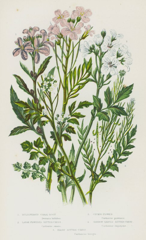 Blomstrende planter i Storbritannien: Bulbiferous koral-rod, storblomstret bitter-karse, gøge-blomst, smalbladet bitter-karse, behåret bitter-karse (farve litho) af English School