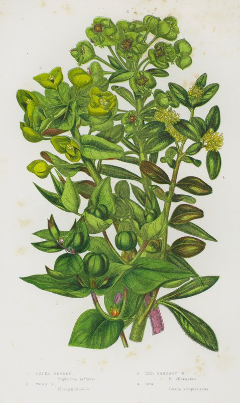 Blomstrende planter i Storbritannien: Caper Spurge, Wood Spurge, Red Shrubby Spurge, Box (farve litho) af English School