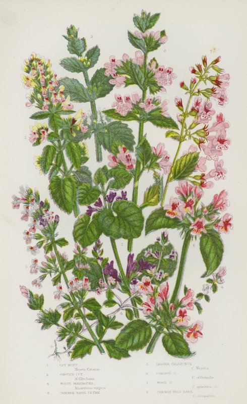 Blomstrende planter i Storbritannien: Kattemynte, Ground Ivy, White Horehound, Almindelig Basilikum Timian, Lesser Calamintha, Almindelig Calamintha, Wood Calaminth, Almindelig vild basilikum (farve litho) af English School