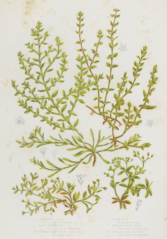 Blomstrende planter i Storbritannien: Chickweed, Sand Strapwort, Glabrous Rupture Wort, Behåret Rupture Wort, Wurled Knop Græs, Firebladede All Frø (farve litho) af English School