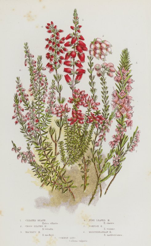 Blomstrende planter i Storbritannien: Ciliated Heath, Cross Leaved Heath, Mackay