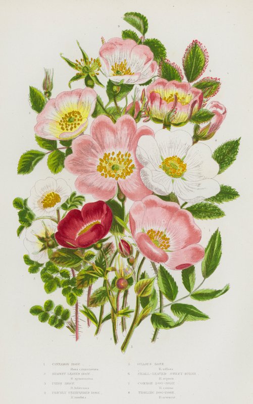 Blomstrende planter i Storbritannien: Kanelrose, Brændbladsrose, Irsk Rose, stikkende uudvidet rose, Villous Rose, Småbladede Søde Briar, Almindelig Hunderose, Trailing Dog-Rose (farve litho) af English School