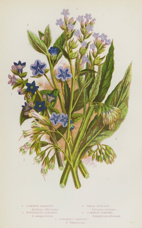 Blomstrende planter i Storbritannien: Alkanet, Evergreen Alkanet, Small Bugloss, Common Comfrey, Tuberous Comfrey (farve litho) af English School