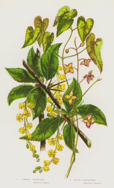 Blomstrende planter i Storbritannien: Almindelig Berberis, Alpine Barrenwort (farve litho) af English School