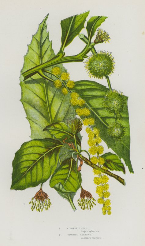 Blomstrende planter i Storbritannien: Almindelig bøg, spansk kastanje (farve litho) af English School