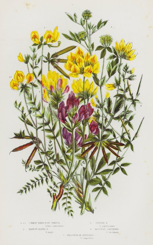 Blomstrende planter i Storbritannien: Almindelig Fugle-Foot Trefoil, Smal Bladet Bird
