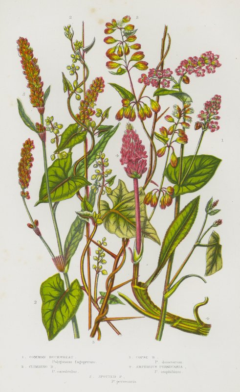 Blomstrende planter i Storbritannien: Almindelig boghvede, klatrende boghvede, bjergboghvede, Amphibius Persicaria, Plettet Persicaria (farve litho) af English School