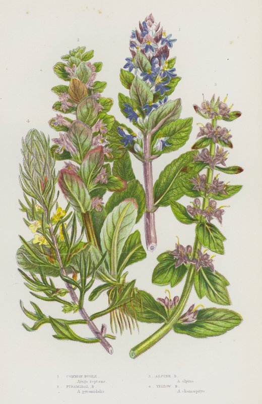 Blomstrende planter i Storbritannien: Almindelig Bugle, Pyramidal Bugle, Alpine Bugle, Yellow Bugle (farve litho) af English School