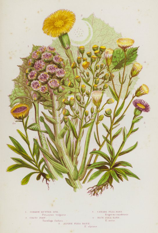 Blomstrende planter i Storbritannien: Almindelig smørblomst, følfod, canadisk loppeblad, blå loppeblad, alpint loppeblad (farvelitografi) af English School