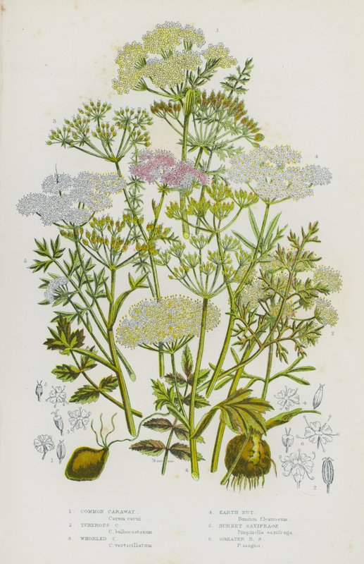 Blomstrende planter i Storbritannien: almindelig kommen, knoldet kommen, snurret kommen, jordnød, brændebræk, storbrændskær (farve litho) af English School