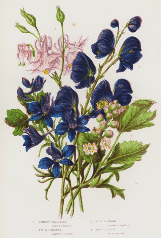 Blomstrende planter i Storbritannien: akeleje, marklærkespore, munkehætte, banebær (farve litho) af English School