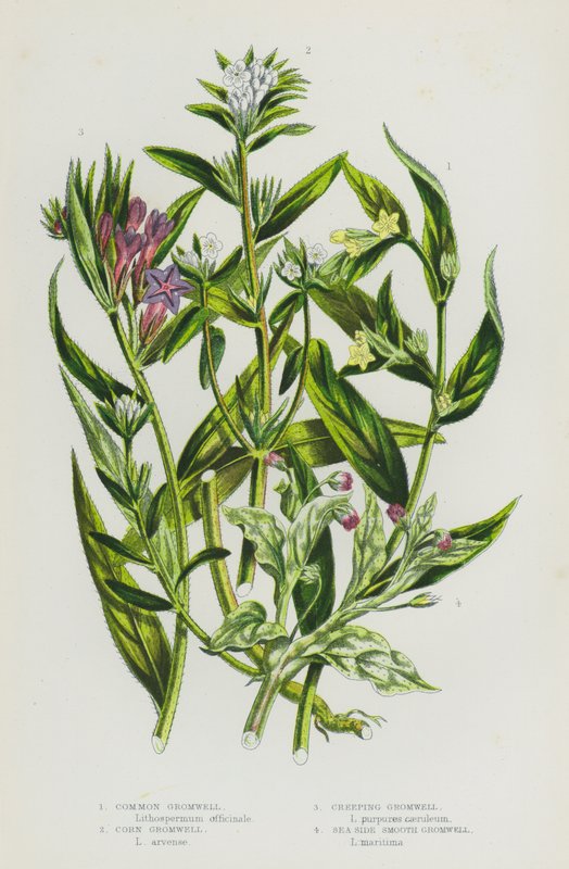Blomstrende planter i Storbritannien: Almindelig Gromwell, Corn Gromwell, Creeping Gromwell, Sea Side Smooth Gromwell (farve litho) af English School