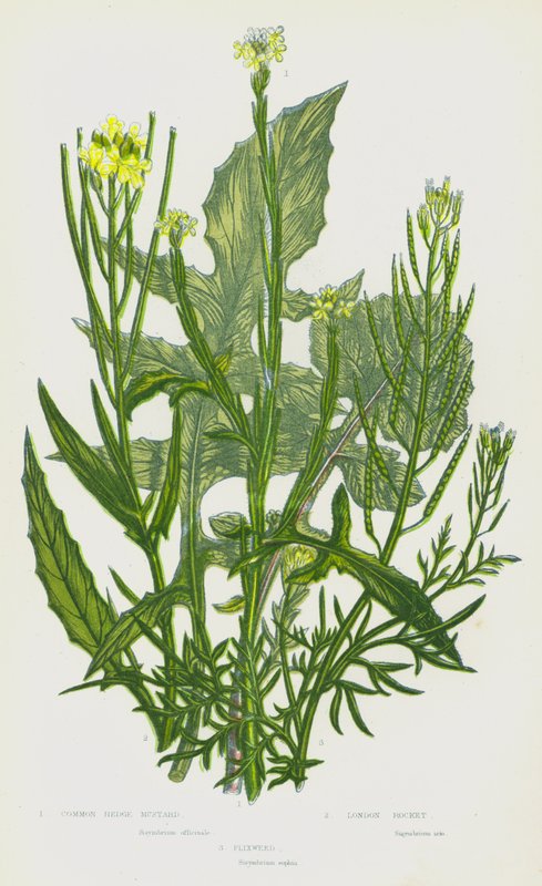 Blomstrende planter i Storbritannien: Almindelig hegnssennep, lundraket, fløjlsgræs (farvelitografi) af English School