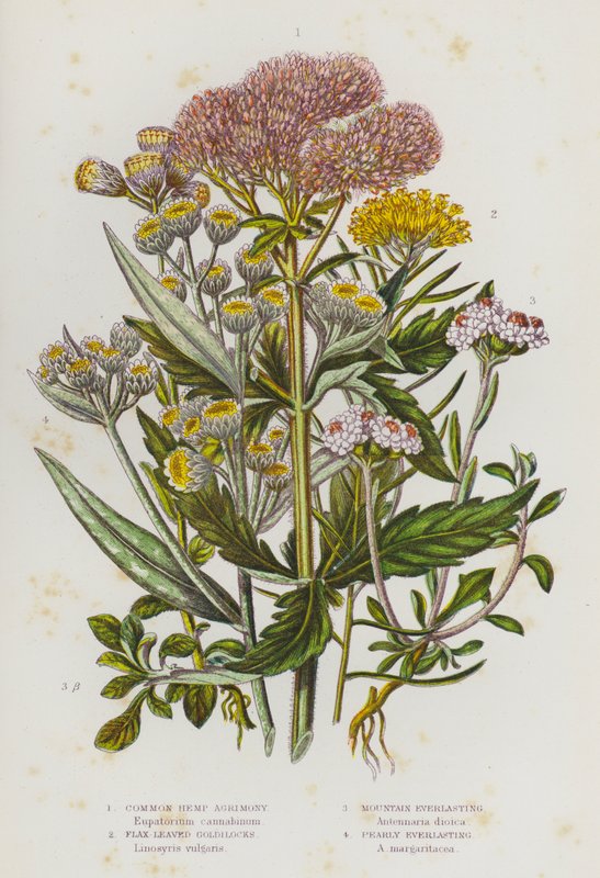 Blomstrende planter i Storbritannien: Almindelig hampelandskab, hørbladede guldlok, Mountain Everlasting, Pearly Everlasting (farve litho) af English School
