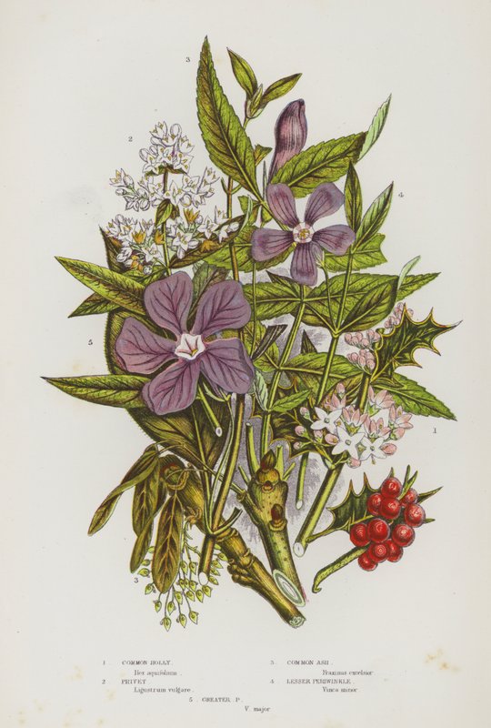 Blomstrende planter i Storbritannien: Almindelig kristtorn, liguster, almindelig aske, lille periwinkle, Greater Periwinkle (farve litho) af English School