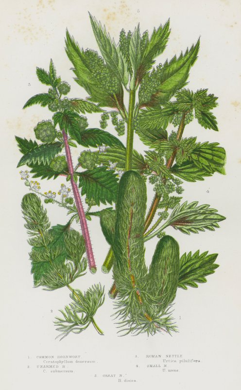 Blomstrende planter i Storbritannien: Almindelig hornurt, ubevæbnet hornurt, romersk nælde, lille nælde, stor nælde (farve litho) af English School