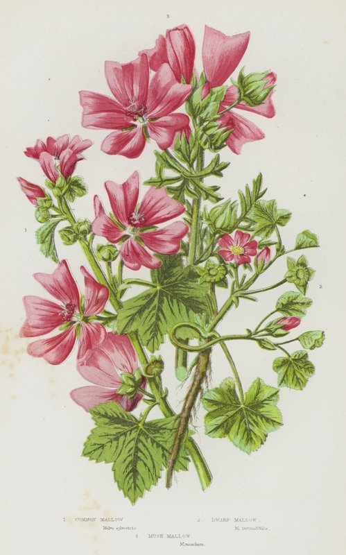 Blomstrende planter i Storbritannien: Almindelig Mallow, Dværg Mallow, Musk Mallow (farvelitografi) af English School