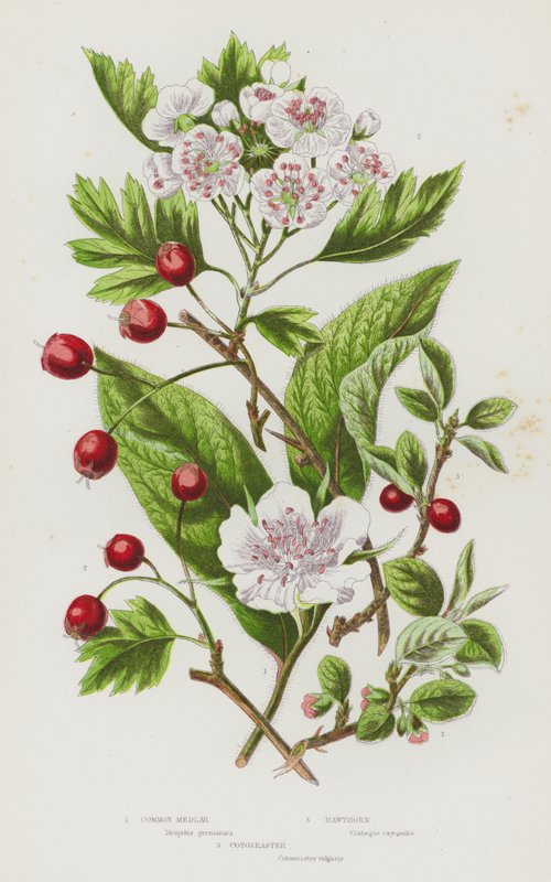 Blomstrende planter i Storbritannien: Mispel, tjørn, Cotoneaster (farve litho) af English School