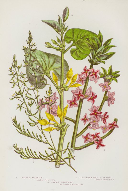 Blomstrende planter i Storbritannien: Almindelig Mezereon, Lint-Leaved Bastard Toadflax, Almindelig Birthwort (farve litho) af English School