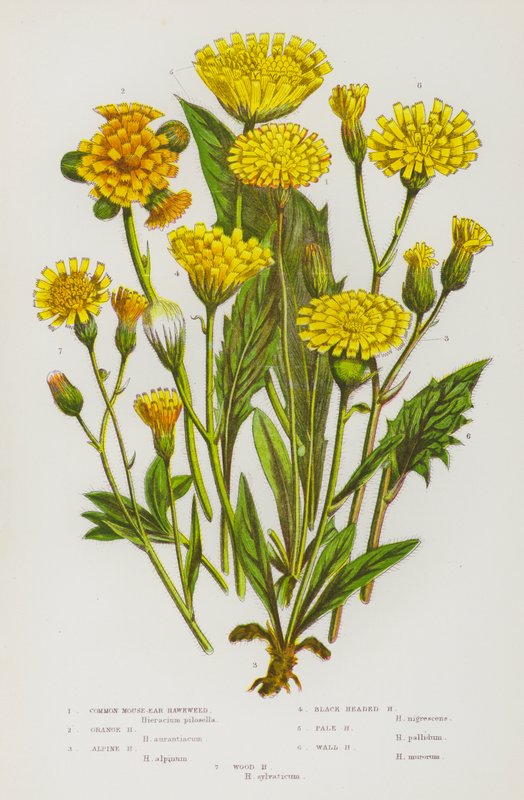 Blomstrende planter i Storbritannien: Almindelig museøre-høgeurt, orange høgeurt, alpe-høgeurt, sorthovedet høgeurt, bleg høgeurt, mur-høgeurt, skov-høgeurt (farvelitografi) af English School