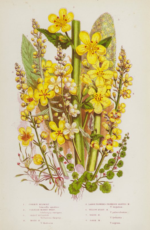 Blomstrende planter i Storbritannien: Almindelig mudderurt, Cornish Money Wort, Great Mullein, Moth Mudwort, Storblomstret Primrose Leaved Mudderurt, Gul Hoary Mudderurt, Hvid Mudderurt, Mørk Mudderurt (farve litho) af English School