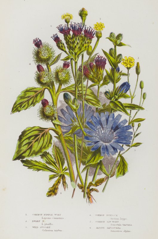 Blomstrende planter i Storbritannien: Almindelig Nippelurt, Dværg Nipple Wort, Wild Succory, Common Burdock, Common Savurt, Alpine Saussurea (farve litho) af English School