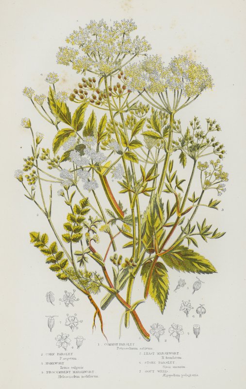 Blomstrende planter i Storbritannien: Almindelig persille, majspetersilke, honningurt, almindelig sumpurt, lille sumpurt, stenpersille, skvalderkål (farvelitografi) af English School