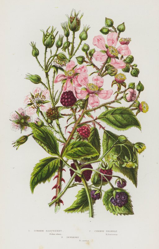 Blomstrende planter i Storbritannien: Almindelig hindbær, Almindelig brombær, Dewberry (farvelitografi) af English School