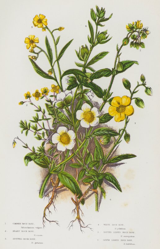 Blomstrende planter i Storbritannien: Almindelig sten-rose, grå sten-rose, plettet sten-rose, hvid sten-rose, prikket bladede sten-rose, Ledum-bladede sten-rose (farve litho) af English School