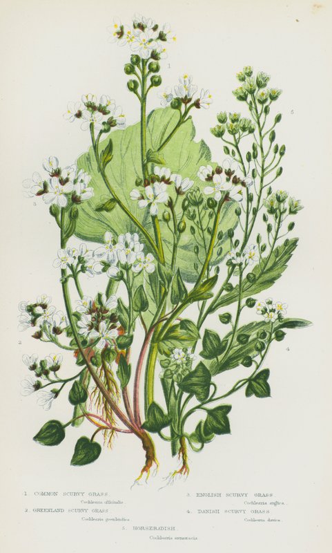 Blomstrende planter i Storbritannien: almindelig skørbug, grønlandsk skørbug, engelsk skørbug, dansk skørbug, peberrod (farve litho) af English School