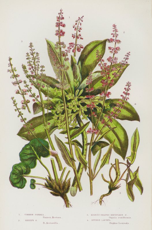 Blomstrende planter i Storbritannien: Almindelig sorrel, fåresorrel, nyreformet bjergsorrel, spidssnudet laurbær (farvelitografi) af English School