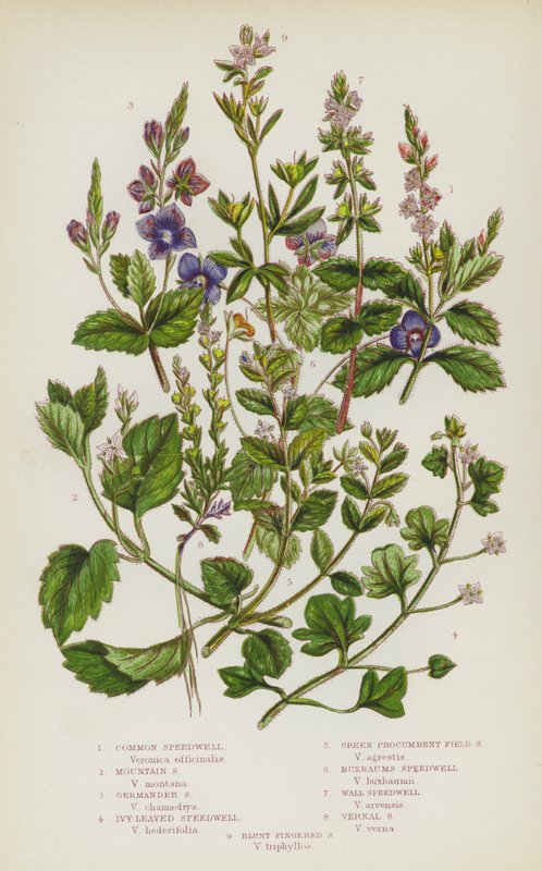 Blomstrende planter i Storbritannien: Almindelig Speedwell, Mountain Speedwell, Germander Speedwell, Ivy-Leaved Speedwell, Green Procumbent Field Speedwell, Buxbaums Speedwell, Wall Speedwell, Vernal Speedwell, Blunt Fingered Speedwell (farve litho) af English School