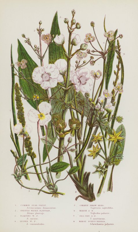 Blomstrende planter i Storbritannien: Almindelig stjernefrugt, Greater Water Plantain, Flydende Vandplantain, Lesser Water Plantain, Almindelig Pilehoved, Marsh Arrow-Head, Sea-Side Arrow-Head, Marsh Scheuchzeria (farve litho) af English School