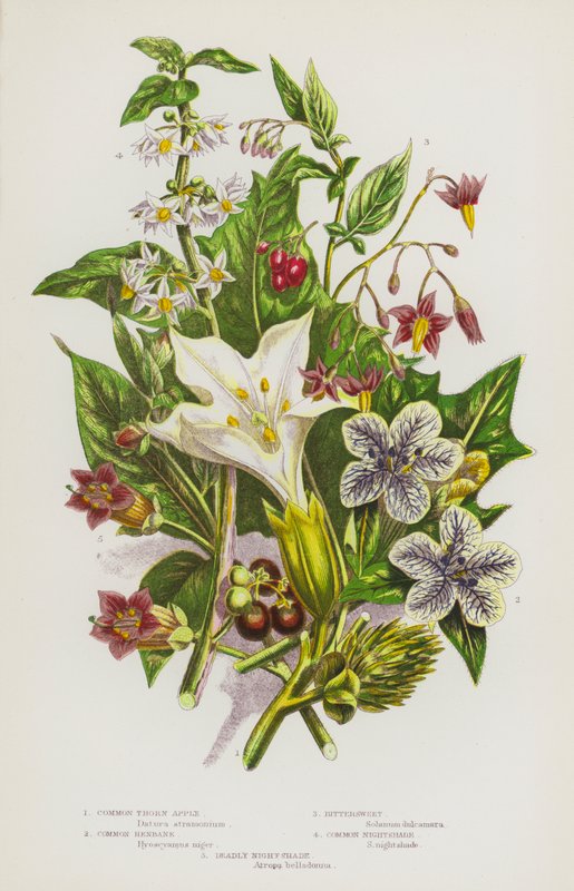 Blomstrende planter i Storbritannien: Almindelig tornæble, Almindelig hønsetarm, Bittersød, Almindelig natskygge, Dødelig natskygge (farvelitografi) af English School