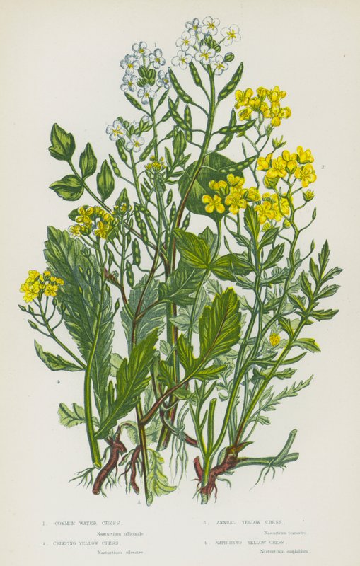 Blomstrende planter i Storbritannien: almindelig vandkarse, krybende gul karse, enårig gul karse, amfibiegul karse (farve litho) af English School