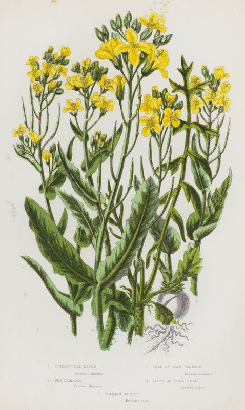 Blomstrende planter i Storbritannien: Almindelig vild nælde, havkål, Isle of Man-kål, raps, almindelig majroe (farvelitografi) af English School