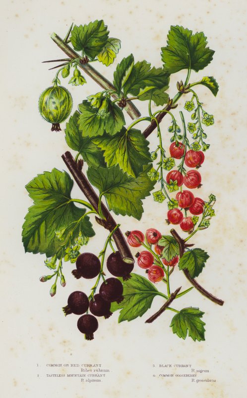 Blomstrende planter i Storbritannien: Almindelig eller rød ribs, smagløs bjergribs, solbær, stikkelsbær (farve litho) af English School