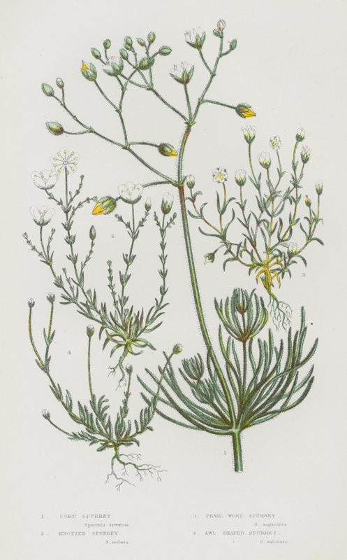 Blomstrende planter i Storbritannien: Corn Spurrey, Knoted Spurrey, Pearl-Wort Spurrey, Awl Shaped Spurrey (farve lito) af English School