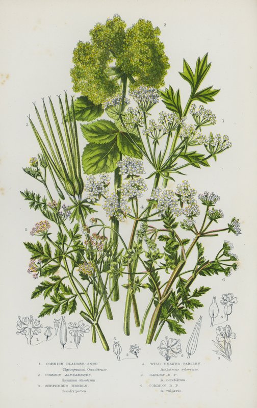 Blomstrende planter i Storbritannien: Cornish Bladder-Seed, Common Alexanders, Shepherd